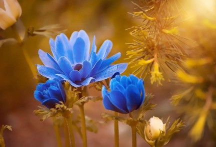 TRE FLEUR BLEUE son origine sa signification CULTURE